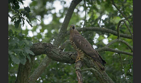 Wespenbussard (Pernis apivorus)