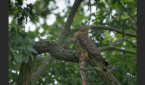 Wespenbussard (Pernis apivorus)