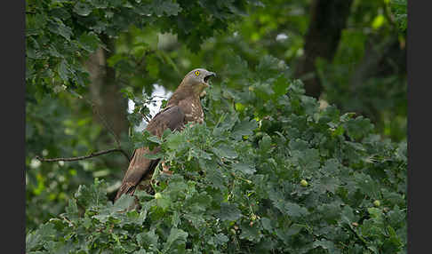 Wespenbussard (Pernis apivorus)