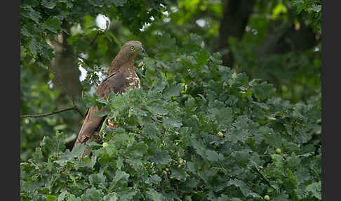 Wespenbussard (Pernis apivorus)