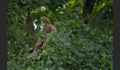 Wespenbussard (Pernis apivorus)