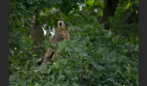 Wespenbussard (Pernis apivorus)