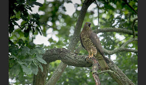 Wespenbussard (Pernis apivorus)