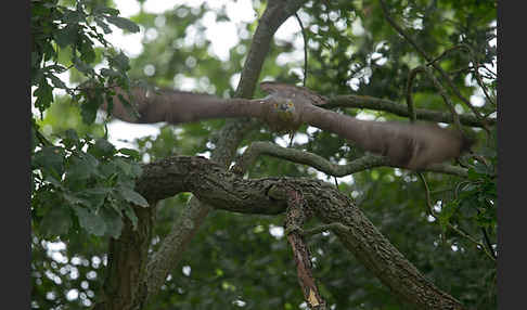 Wespenbussard (Pernis apivorus)