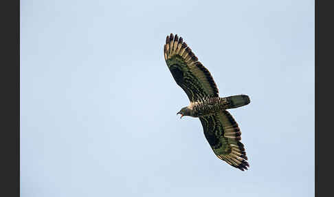 Wespenbussard (Pernis apivorus)