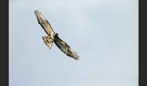 Wespenbussard (Pernis apivorus)