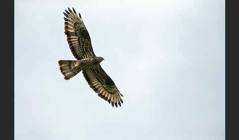 Wespenbussard (Pernis apivorus)