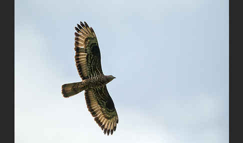 Wespenbussard (Pernis apivorus)