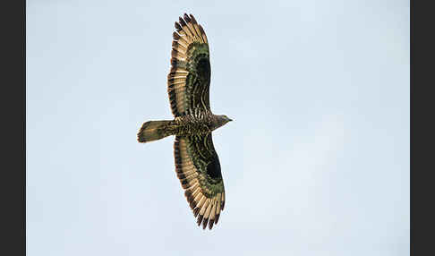 Wespenbussard (Pernis apivorus)