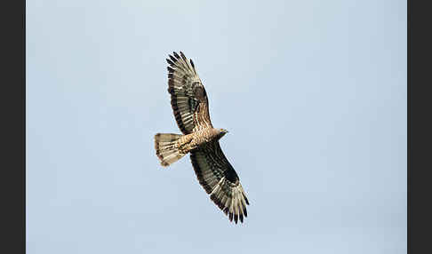 Wespenbussard (Pernis apivorus)