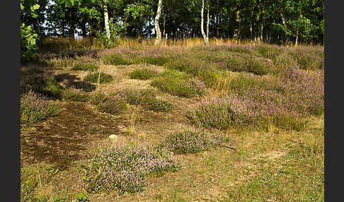 Heidekraut (Calluna vulgaris)