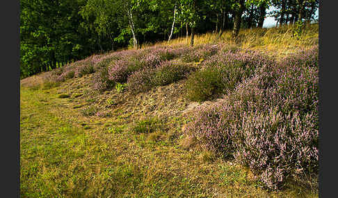 Heidekraut (Calluna vulgaris)