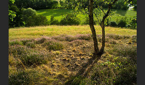 Heidekraut (Calluna vulgaris)