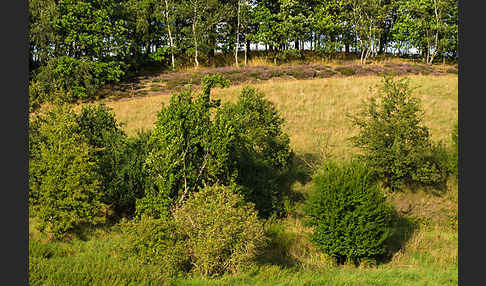 Heidekraut (Calluna vulgaris)