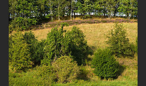 Heidekraut (Calluna vulgaris)