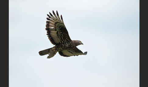 Wespenbussard (Pernis apivorus)