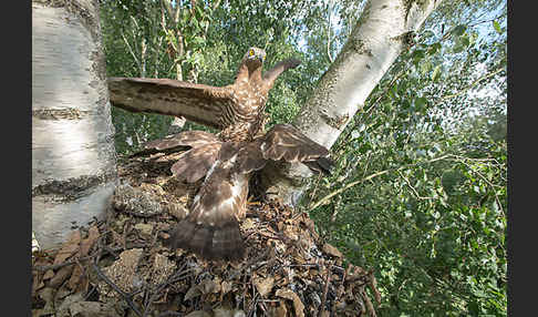 Wespenbussard (Pernis apivorus)