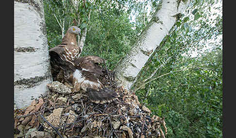 Wespenbussard (Pernis apivorus)