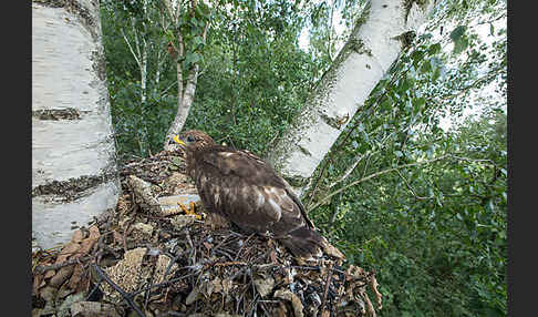 Wespenbussard (Pernis apivorus)