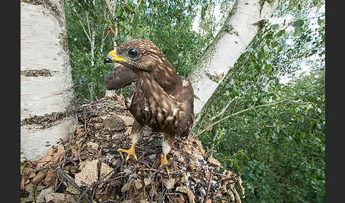 Wespenbussard (Pernis apivorus)