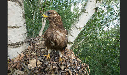 Wespenbussard (Pernis apivorus)