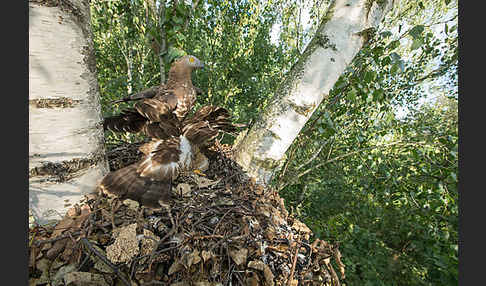 Wespenbussard (Pernis apivorus)