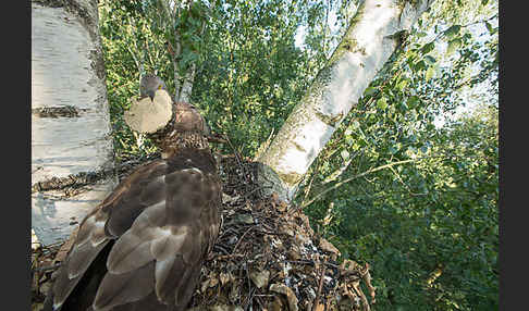 Wespenbussard (Pernis apivorus)