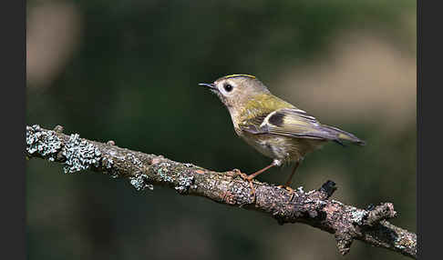 Wintergoldhähnchen (Regulus regulus)