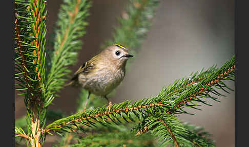 Wintergoldhähnchen (Regulus regulus)