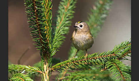 Wintergoldhähnchen (Regulus regulus)