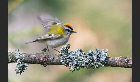 Sommergoldhähnchen (Regulus ignicapillus)