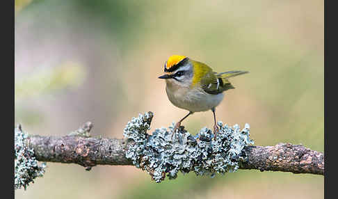 Sommergoldhähnchen (Regulus ignicapillus)