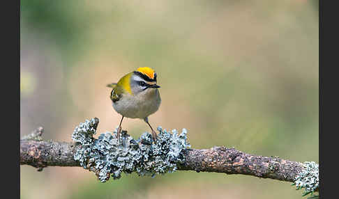 Sommergoldhähnchen (Regulus ignicapillus)