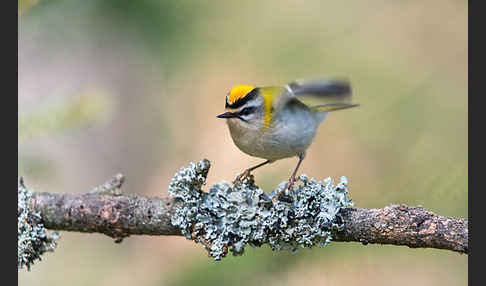 Sommergoldhähnchen (Regulus ignicapillus)