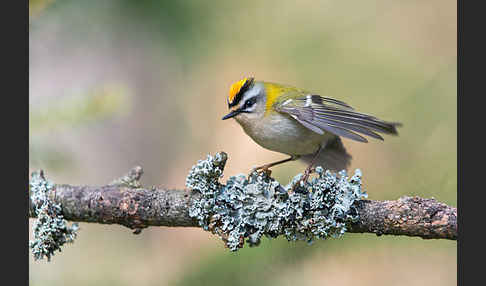 Sommergoldhähnchen (Regulus ignicapillus)