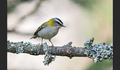 Sommergoldhähnchen (Regulus ignicapillus)