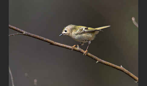 Wintergoldhähnchen (Regulus regulus)