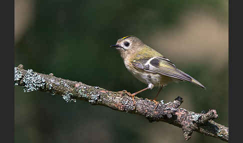 Wintergoldhähnchen (Regulus regulus)