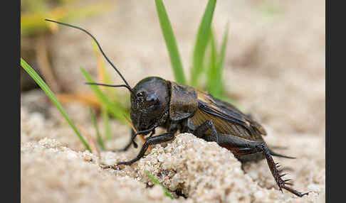 Feldgrille (Gryllus campestris)