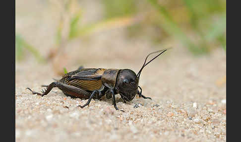 Feldgrille (Gryllus campestris)