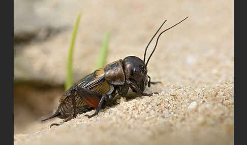 Feldgrille (Gryllus campestris)