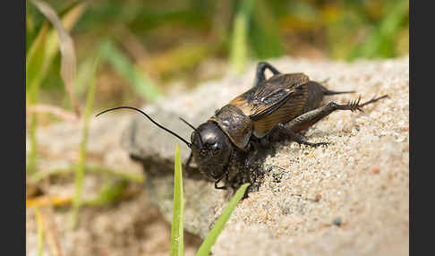 Feldgrille (Gryllus campestris)