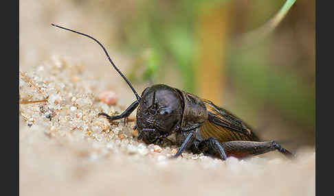 Feldgrille (Gryllus campestris)