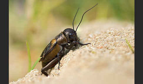 Feldgrille (Gryllus campestris)