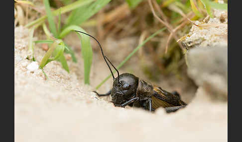 Feldgrille (Gryllus campestris)