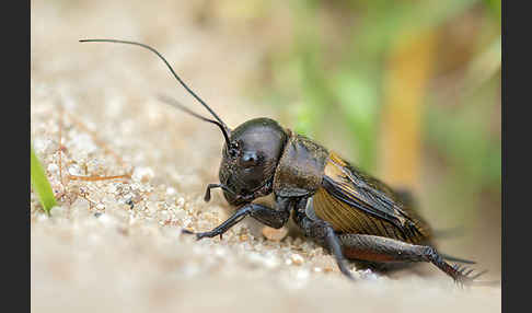 Feldgrille (Gryllus campestris)