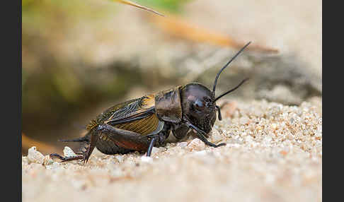 Feldgrille (Gryllus campestris)