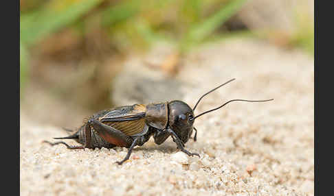 Feldgrille (Gryllus campestris)