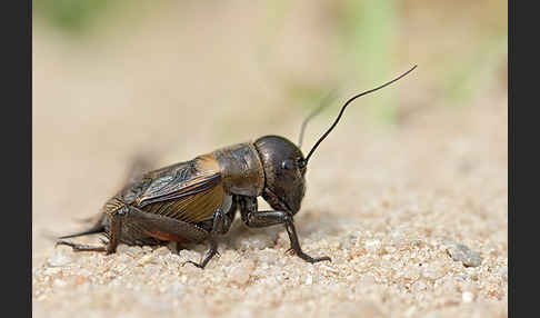 Feldgrille (Gryllus campestris)