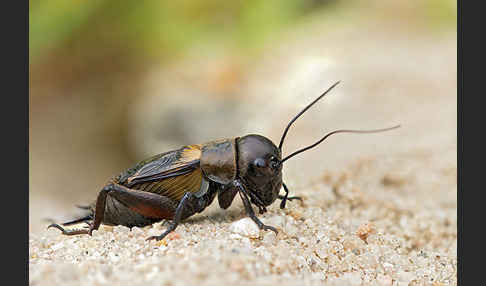 Feldgrille (Gryllus campestris)
